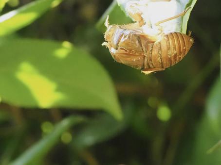 蝉の抜け殻 蝉の抜け殻 蝉の抜殻,せみ,抜け殻の写真素材