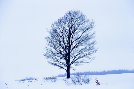 冬の大樹、イメージ処理 冬の大樹、イメージ処理 雪原,幻想的,大樹の写真素材