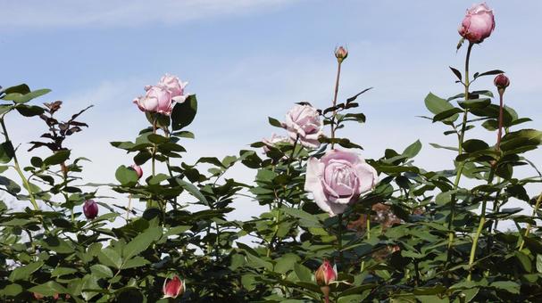 【花の写真】ばらの花 rose,植物,園芸の写真素材