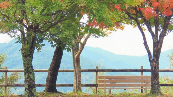 秋 秋,紅葉,ベンチの写真素材