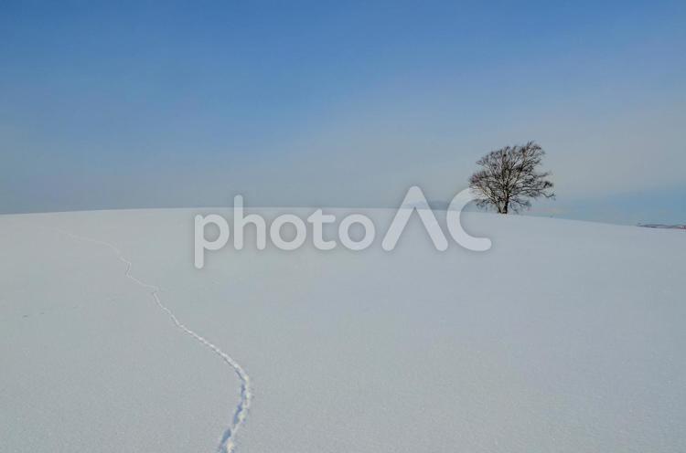 小動物しかいない雪の世界 小動物,通り道,雪の写真素材