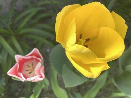 黄とピンクの花0406 黄とピンクの花0406の写真