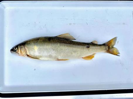 鮎 鮎,鮎釣り,釣りの写真素材