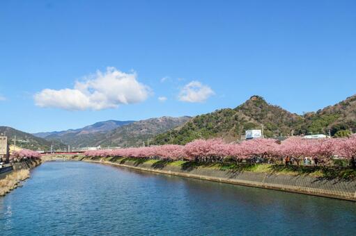 青空に映える満開の河津桜 桜,河津桜,春の写真素材