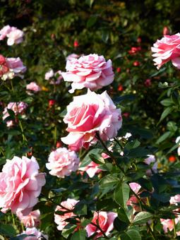 バラ園に群生する淡いピンク色のバラ バラ,花,植物の写真素材