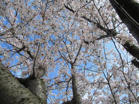 桜と青空 桜と青空の写真