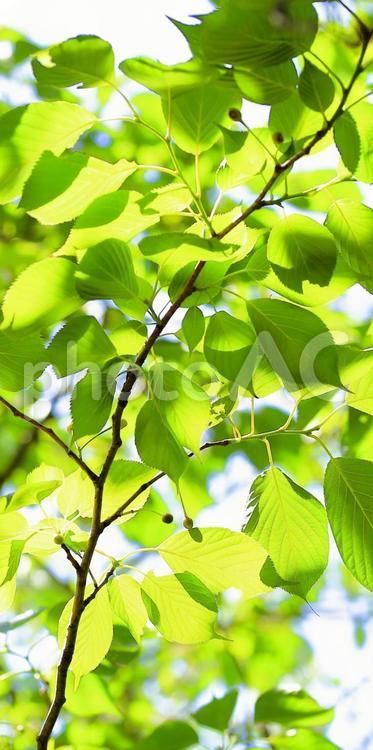 新緑　エコイメージ　初夏のバナー　縦位置 新緑,初夏,エコイメージの写真素材