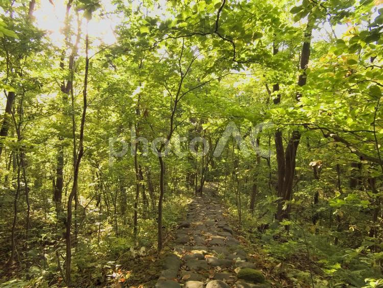 西日の当たる森の風景 風景,パス,自然の写真素材