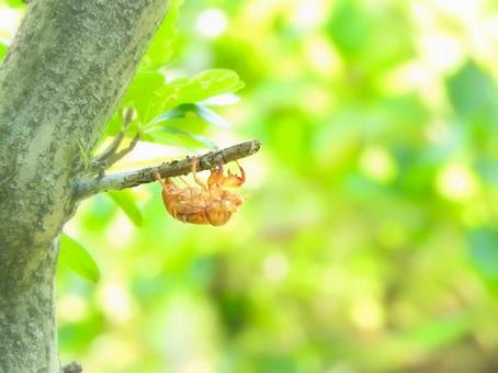 Cicada shell, semi, scrap, summer, JPG