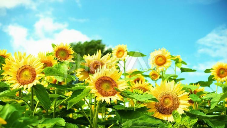 絶景のヒマワリ畑 ひまわり畑,ひまわり,日差しの写真素材