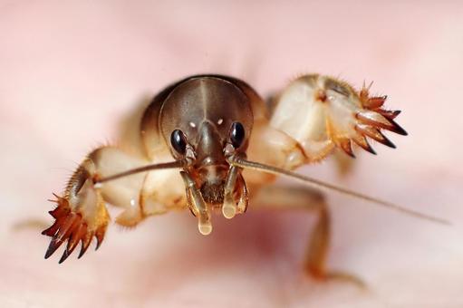 オケラの顔 オケラ,昆虫,水棲昆虫の写真素材