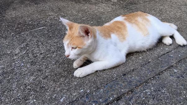 White and brown cat lying down, JPG