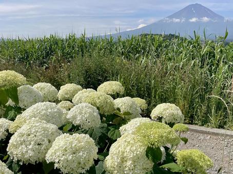 富士山とアナベル(アジサイ) 富士山とアナベル(アジサイ) 富士山,河口湖,空の写真素材