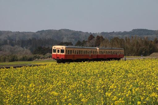 菜の花を駆ける列車 自然,風景,イエローの写真素材