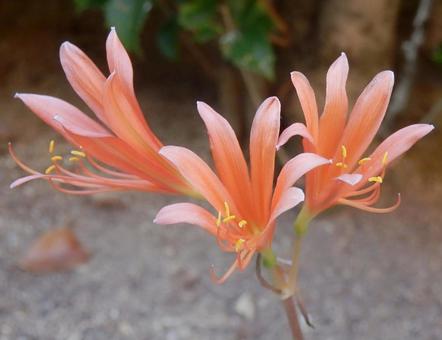 【花の写真】庭に咲くキツネノカミソリ 【花の写真】庭に咲くキツネノカミソリの写真