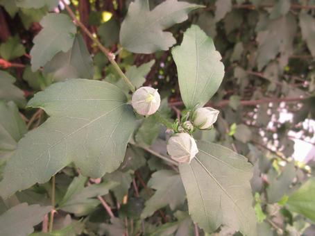 Baby hibiscus buds, JPG