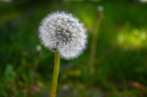 綿毛をたくわえたタンポポの写真