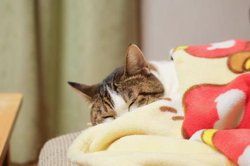 お昼寝キジシロの写真