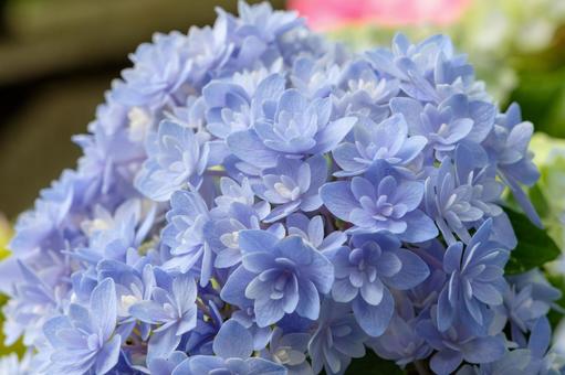6月に咲く八重咲きの紫陽花 6月に咲く八重咲きの紫陽花 紫陽花,八重咲き,花の写真素材