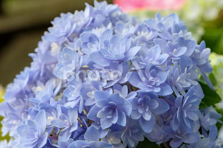 6月に咲く八重咲きの紫陽花 紫陽花,八重咲き,花の写真素材