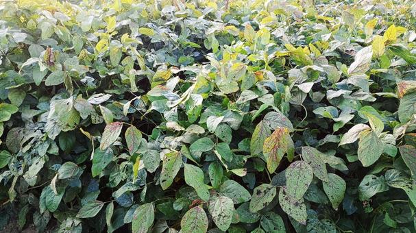 葉が茂るエダマメ畑 葉が茂るエダマメ畑 エダマメ,畑,豆の写真素材
