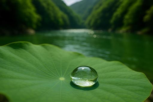 蓮葉に宿る水滴 蓮葉に宿る水滴の写真