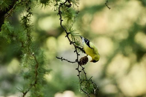 American Goldfinch, JPG American Goldfinch, JPG