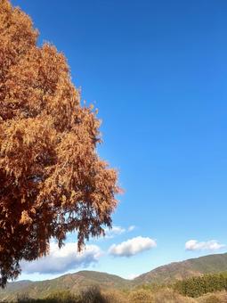 メタセコイアと青空 メタセコイア,秋,冬の写真素材