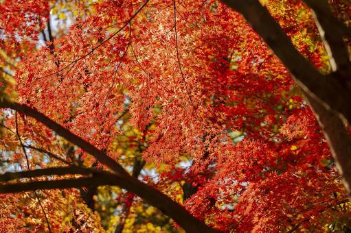 秋の紅葉 秋の紅葉 紅葉,秋,背景の写真素材