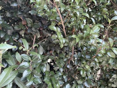 光沢ある常緑樹 光沢ある常緑樹の写真