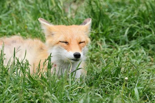 まぶしいキツネ まぶしいキツネの写真