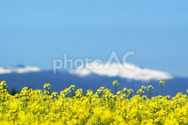 残雪の大雪と菜の花畑大雪山連邦 菜の花畑,観光地,コピースペースの写真素材