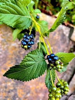 ランタナの写真