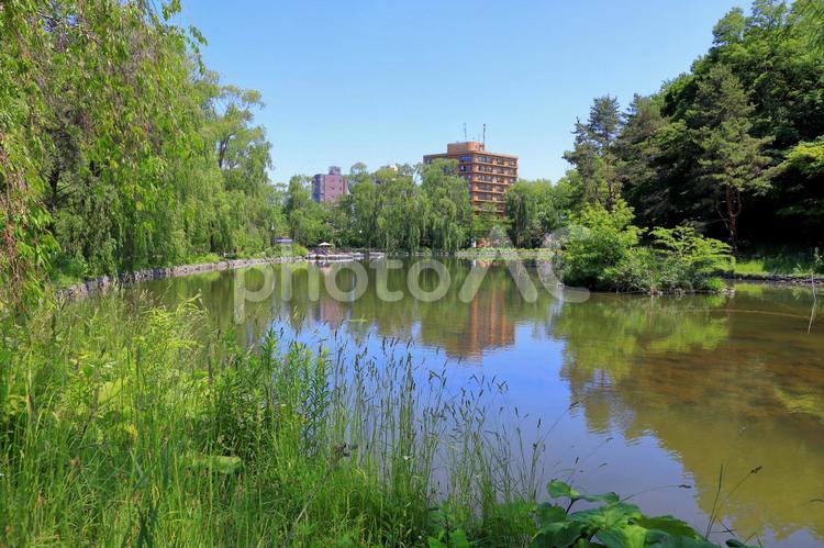 月寒公園の池 月寒公園,公園,北海道の写真素材