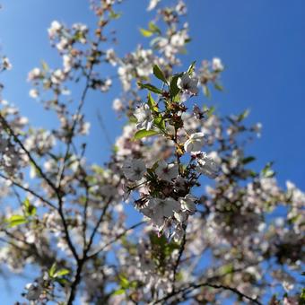 葉桜と青空 桜,さくら,花の写真素材