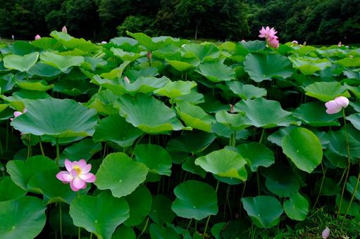 蓮の花 蓮の花の写真