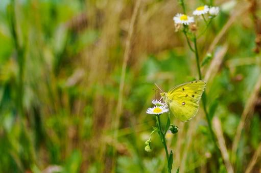 Monad butterfly (62), JPG