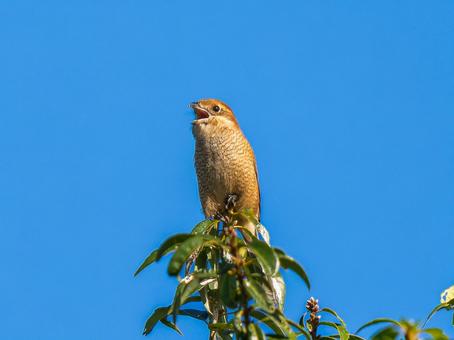 枝にとまるモズ モズ,百舌鳥,野鳥の写真素材