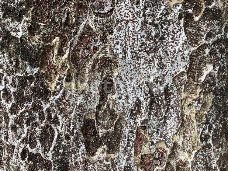 ケヤキ樹皮　テクスチャ素材 ケヤキ,樹木,木の写真素材