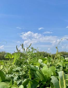 緑の生命力 雑草,晴れ,快晴の写真素材