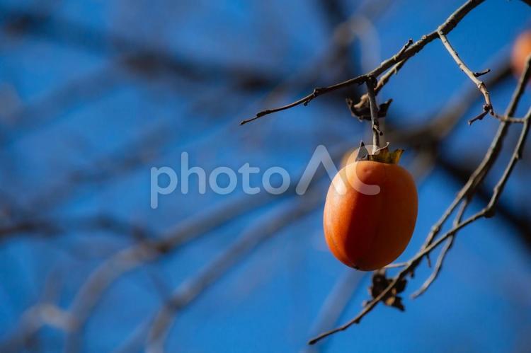 柿の木 柿の木,柿,秋の写真素材