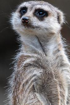 ポーズをとるミーアキャット ミーアキャット,アップ,動物の写真素材