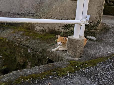 路地でくつろぐ茶白猫 猫,茶白猫,野良猫の写真素材