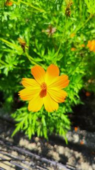 夏を抱きしめる花畑 夏を抱きしめる花畑の写真