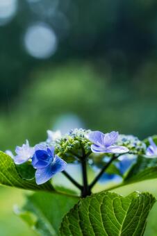 雨に濡れて輝くガクアジサイと背景の玉ボケ アジサイ,紫陽花,ガクアジサイの写真素材