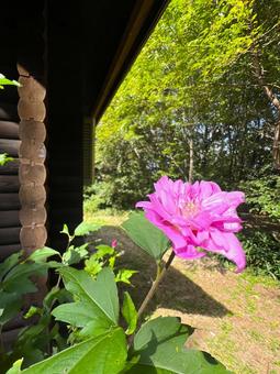 ムクゲ ムクゲ ムクゲ,花,植物の写真素材