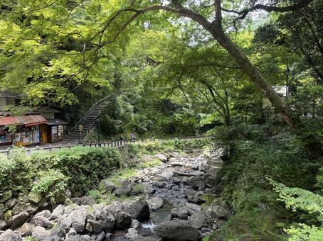 明治の森 箕面国定公園 明治の森 箕面国定公園の写真