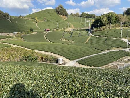 茶摘み 茶畑 春 茶摘み 茶畑 春 茶畑,茶摘み,春の写真素材