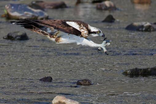 前屈しているように見えるミサゴ ミサゴ,鶚,ウオタカの写真素材