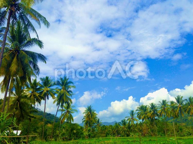 インドネシアのヤシの木2 インドネシア,海外,自然の写真素材